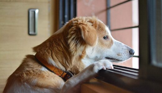 【愛犬といつも一緒！】表参道・青山でペットと行けておすすめな美容室を紹介。